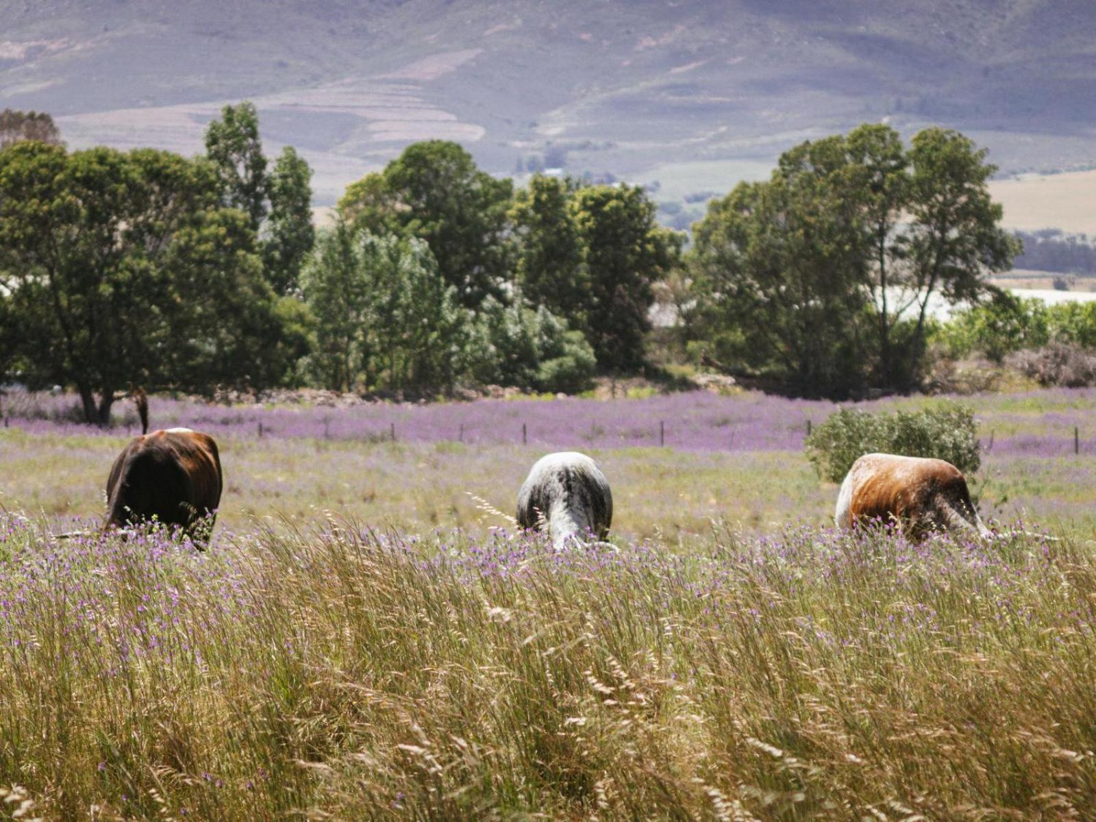 Duikersdrift Winelands Country Escape 3* Tulbagh