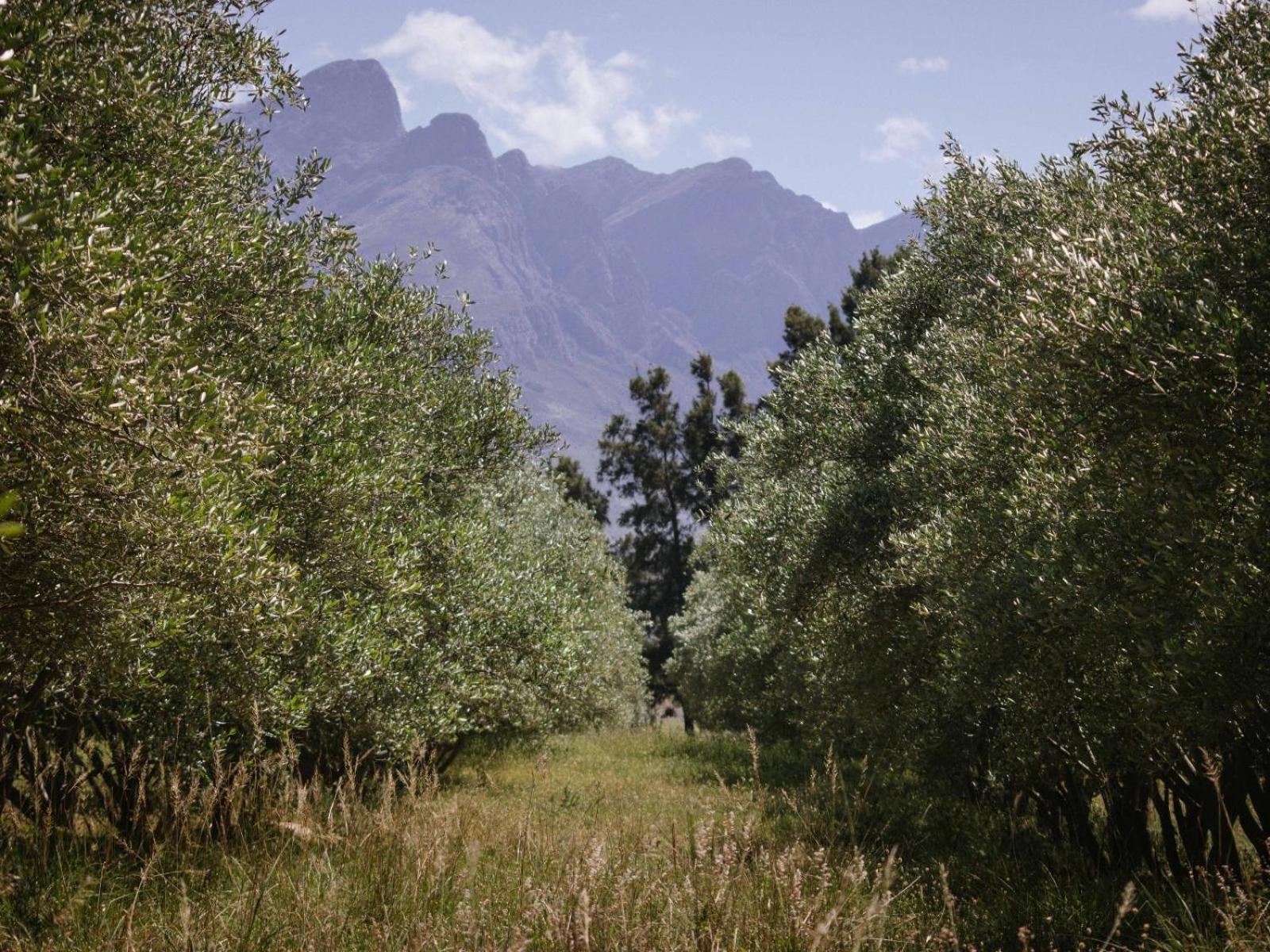 Hotel Duikersdrift Winelands Country Escape 3*