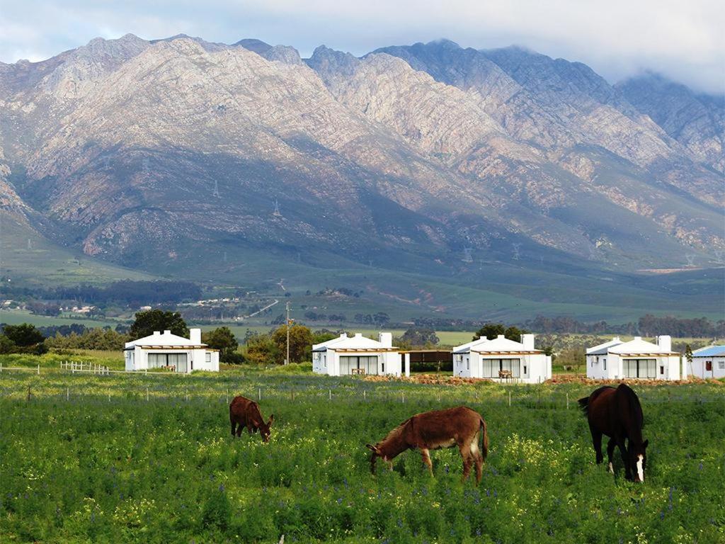 Duikersdrift Winelands Country Escape Hotel 3*